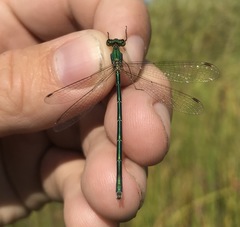Lestes virens