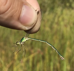 Lestes virens