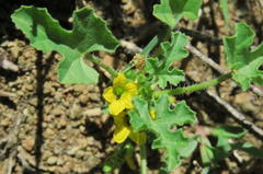 Cucumis myriocarpus