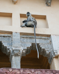 Semnopithecus entellus