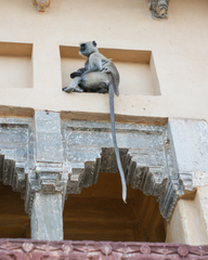 Semnopithecus entellus