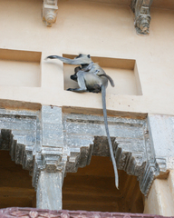 Semnopithecus entellus