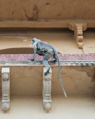 Semnopithecus entellus