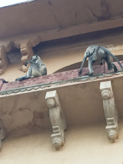 Semnopithecus entellus