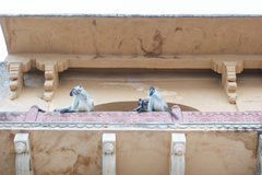 Semnopithecus entellus