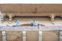 Semnopithecus entellus