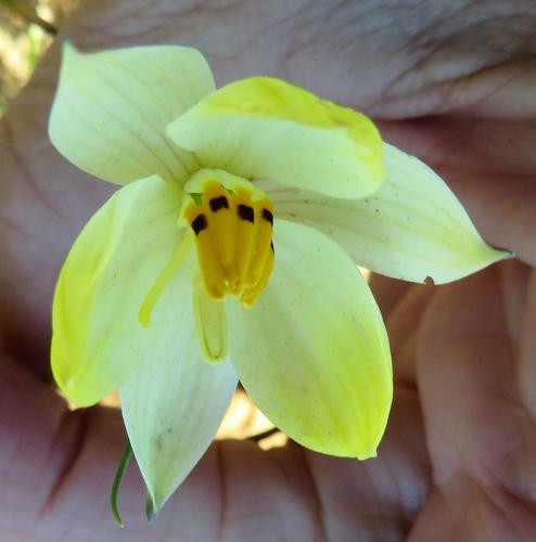 Lady's hand (Cyanella alba)