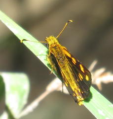 Metisella metis paris
