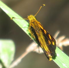 Metisella metis paris