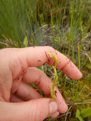 Platanthera tipuloides