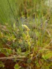 Platanthera tipuloides