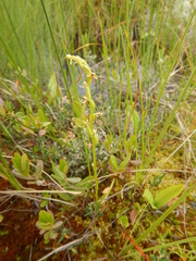 Platanthera tipuloides