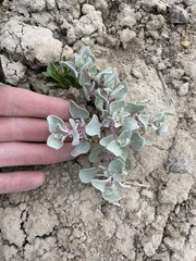 Atriplex saccaria