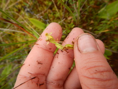 Platanthera tipuloides