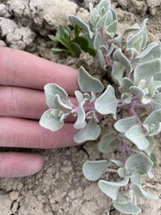 Atriplex saccaria