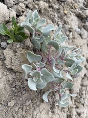 Atriplex saccaria