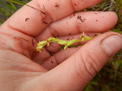 Platanthera tipuloides