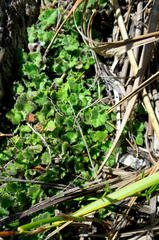 Lobelia ardisiandroides