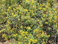 Lasiosiphon deserticola