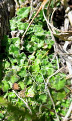 Lobelia ardisiandroides