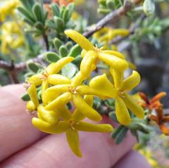 Lasiosiphon deserticola