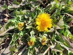 Taraxacum ceratophorum