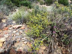 Lasiosiphon deserticola