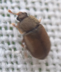 Epuraea melanocephala