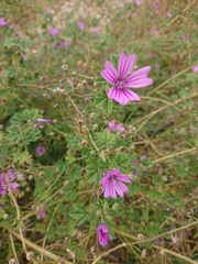 Malva sylvestris sylvestris