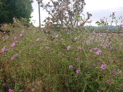 Malva sylvestris sylvestris