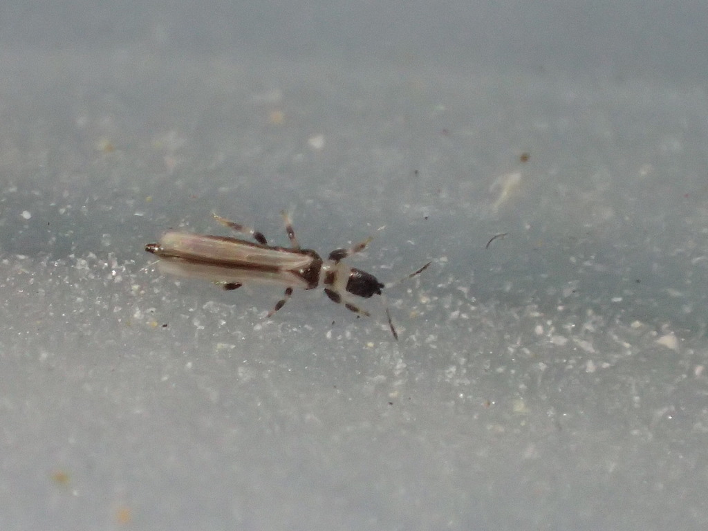 Rhipidothrips