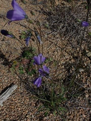 Campanula petiolata