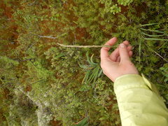 Arctagrostis latifolia