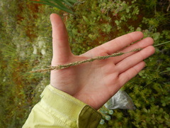Arctagrostis latifolia