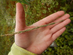 Arctagrostis latifolia