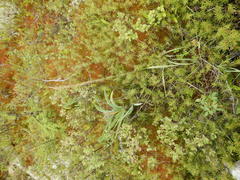 Arctagrostis latifolia