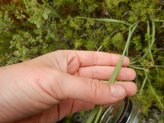Arctagrostis latifolia