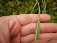 Arctagrostis latifolia