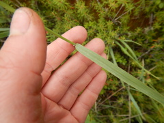 Arctagrostis latifolia