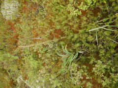 Arctagrostis latifolia