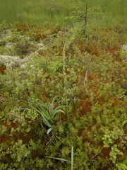 Arctagrostis latifolia