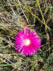 Lampranthus stenopetalus