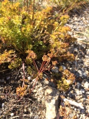 Bupleurum bicaule