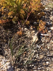 Bupleurum bicaule