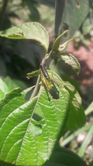 Liebermannacris dorsualis