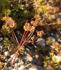 Bupleurum bicaule