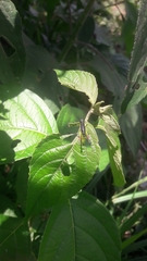 Liebermannacris dorsualis