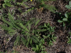 Achillea millefolium borealis