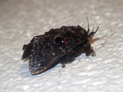 Chalcocelis albiguttatus