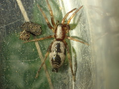 Sergiolus